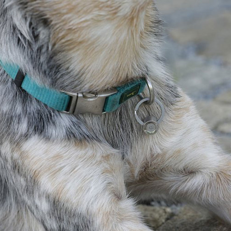Organo Hund Organo für den Hund